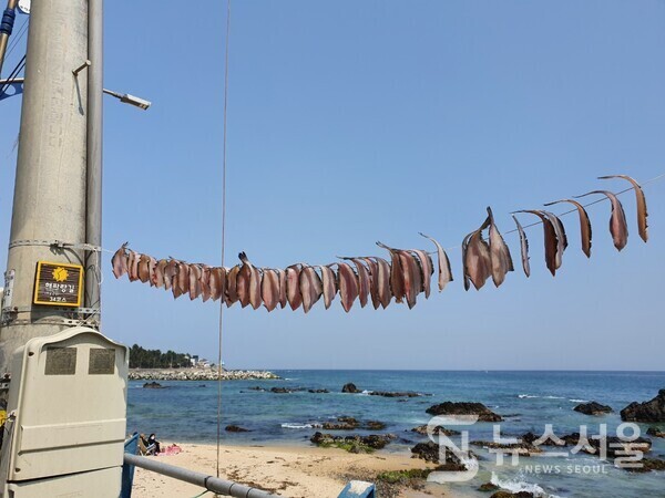 어달해변 도로에서 생선 건조 중. 동해시 묵호동 어달해변 도로에서 전봇대에 끈을 매어 생선을 건조하고 있다. 동해안 한가로운 어촌의 생동감이 느껴진다.