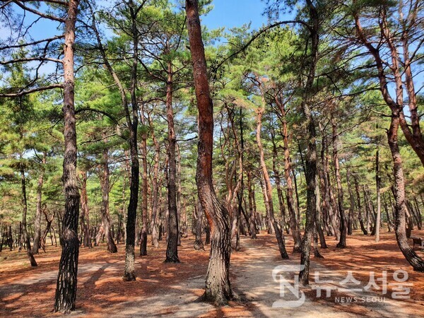 송정해변 해송숲길. 안목해변 북쪽에 송정해변이 있는데, 송정해변 해송숲길인 ‘딴봉마을 산책로’는 해송 산책길 길이가 제법 길고 소나무도 우거져 있으며 군데군데 조형물도 많아서 지루하지 않으면서도 바닷가 솔숲길 산림욕을 만끽할 수 있는 최고의 장소 중 하나이다.
