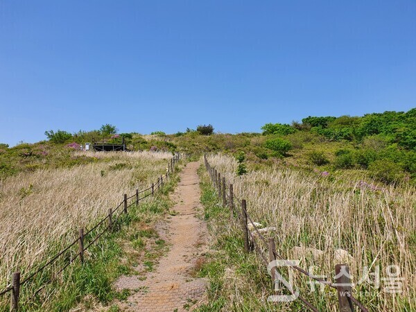 미황재 억새밭. 월출산 구정봉에서 향로봉을 통과한 후 약 50분 정도 걸으면 억새로 유명한 '미왕재 억새밭'에 도착한다. 이곳은 가을에는 넘실대는 억새의 향연으로 유명하지만 5월이라 아직 억새가 피는 계절이 아니어서 억새의 향연을 볼 수는 없었다.