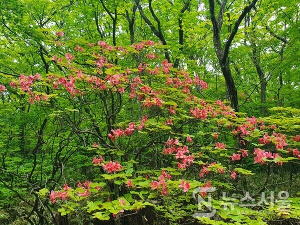 관음사 코스 구린굴 인근에 핀 참꽃나무. 한라산 관음사 코스 아래부분에 ‘구린굴’이라는 동굴이 있는데 그 인근에는 아름다운 선홍색의 참꽃나무 꽃이 만발하여 산행에 지친 사람들에게 위로와 즐거움을 선사해준다