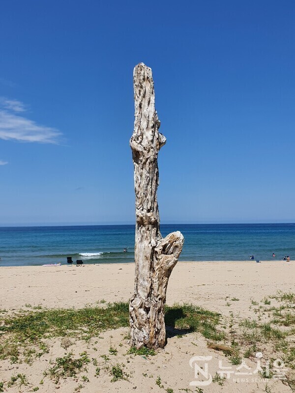 동산항해수욕장에 서 있는 고사목. 양양군 현남면 동산리에 동산항해수욕장이 있으며 해수욕장 백사장에 고사되어 나무껍질도 벗겨져 하얀 나무속살이 드러나 보이는 고사목이 동해바다 해변을 지키고 서 있다.