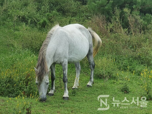 송악산에서 풀을 뜯고 있는 말. 송악산 곳곳에서는 말들을 방목하여 기르고 있다. 그 때문에 송악산 둘레길을 걷다 보면 둘레길 바로 옆에서 말들이 한가로이 풀을 뜯고 있는 모습을 볼 수 있는데, 이러한 평화로운 말들의 모습을 보노라면 도심의 번잡스러움이 잠시나마 잊혀지게 된다.