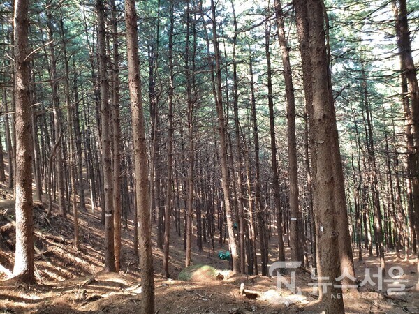 검단산 잣나무숲. 검단산 정상에서 곱돌약수터와 전망 정자를 거쳐 한국애니메이션고교쪽으로 하산하다 보면 인공적으로 조성된 ‘잣나무숲’에 이르게 된다. 검단산 '잣나무숲'은 피톤치드가 풍부한 산림욕 힐링명소로 널리 이름난 곳이다. 이곳에서 서 있는 것만으로 산림욕이 저절로 된다.