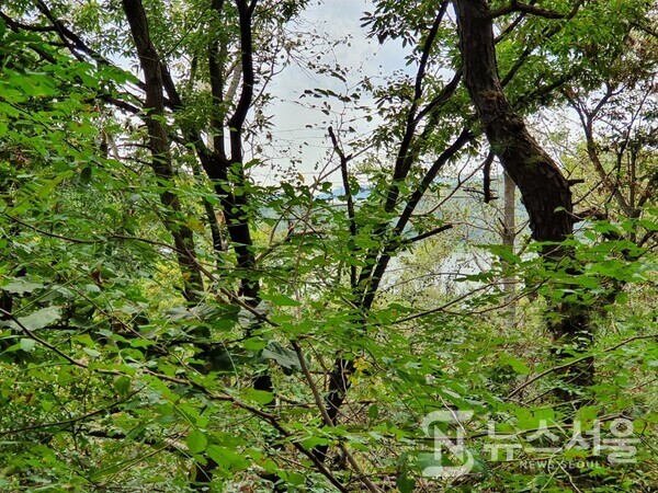 치현산 숲속. '치현산'은 개화산에서 북동쪽에 위치한 산으로 꿩이 많아서 '치현산(雉峴山)'이라는 이름이 유래되었다고 한다. 치현산에는 ‘치현정’과 ‘꿩고개근린공원’이 조성되어 있다. 치현산에는 나무 숲이 울창하게 조성되어 있어 초록의 신선함을 만끽할 수 있는 힐링장소 중 한 곳이다. 치현산 숲속 나무 사이로 얼핏 한강이 보인다.