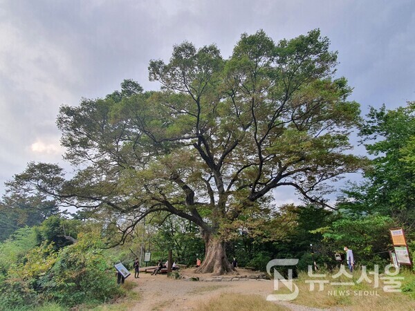 중머리재에서 증심사 방향으로 하산하다 보면 증심사 못 미쳐 산행로 가운데 큰 당산나무가 있고 당산나무 밑에 평상과 벤치가 설치되어 있어 많은 등산객들이 당산나무 그늘에서 편안한 휴식을 취하는 곳으로 애용하고 있다. 특히 이 당산나무 밑 쉼터는 고(故) 노무현 대통령이 2007년 현직 대통령 최초로 무등산을 산행하면서 산행 중인 시민들과 인사를 나누며 휴식을 취한 곳으로도 유명하다.