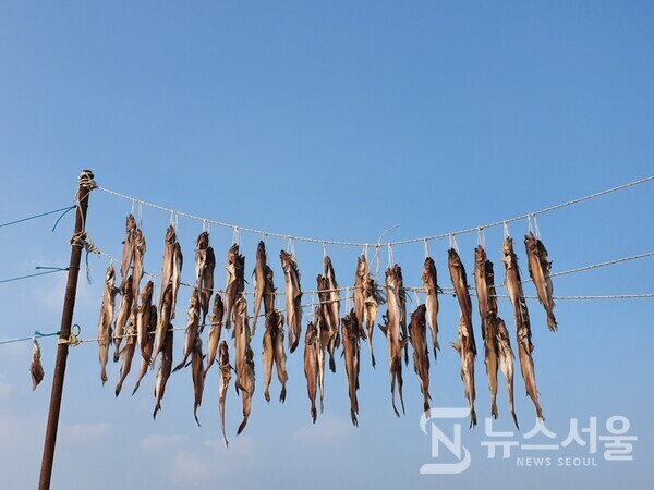 공현진 해변 생선 해풍건조대