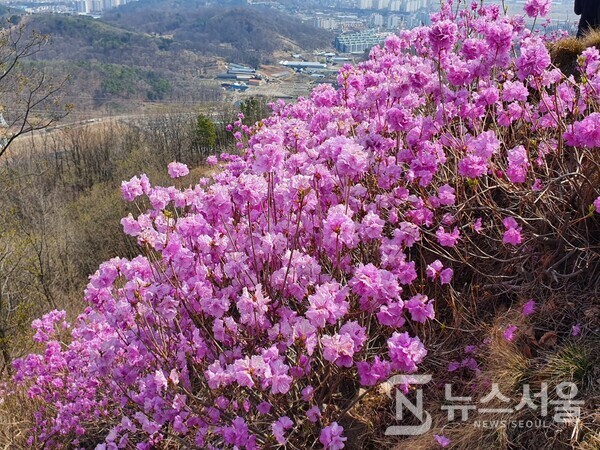 계양산 진달래. 인천 계양산의 4월은 붉은 진달래로 유명하다. 계양산을 산행하다 붉은 진달래 군락지를 지나다보면 붉은 핏빛 팜므파탈의 유혹에서 헤어나질 못하게 된다.