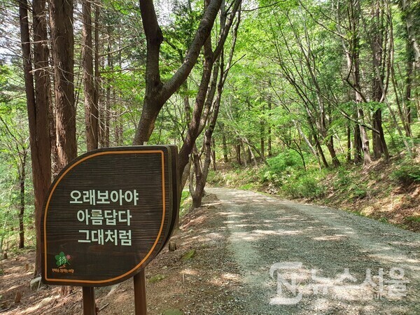 천자봉 해오름길 임도길. ‘천자봉 해오름길’은 창원시 진해구 만남의광장 위 갈림길에서 시작하여 안민고개 휴게소까지 이어진 약 11km 정도 길이의 임도길인데, 남파랑길 8코스에서는 만남의광장 갈림길에서 약 500m 정도 지난 지점에서 천자봉 해오름길과 합류하게 되어 있다. 천자봉 해오름길 임도 좌우측에는 짙은 초록의 녹음이 우거져 있어서 녹색 나뭇잎과 풀들을 구경하면서 걷노라면 눈이 편안해질 뿐만 아니라 마음 또한 차분해진다.