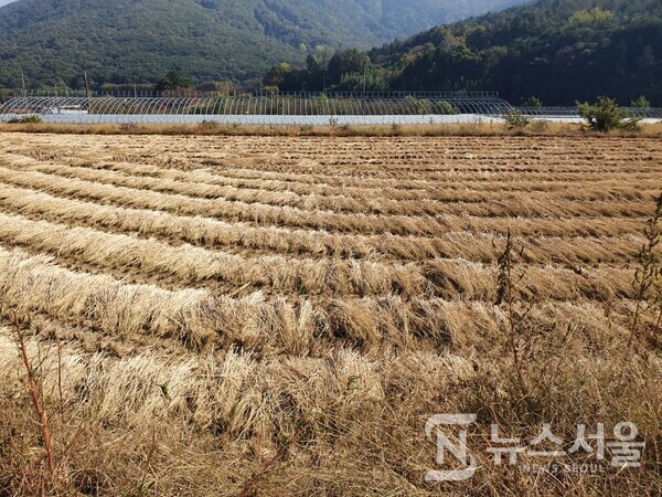 가을 추수가 끝난 금정마을 논 풍경. 무돌길 제3길 ‘덕령길’은 금곡동 ‘배재마을’에서 시작하여 ‘덕령숲길’을 지나면 ‘금곡마을’ 못 미쳐 ‘금정마을’에 이르게 된다. ‘금정마을’에는 무등산 자락에서는 제법 넓은 논이 있는데 10월말  ‘금정마을’ 논에는 가을 벼 추수가 한창이다. 가을 추수가 끝난 금정마을 논의 모습에는 아쉬움과 스산함이 함께 섞여 있다. 